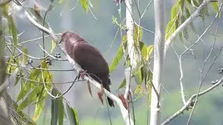 Paloma Colorada/Ruddy Pigeon/Patagioenas subvinacea