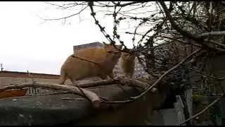 Два рыжих кота сторожат крышу