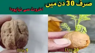  &lrm;اخروٹ سے پودا صرف 30 دن میں | Grow Walnut Tree from Seed in 30 Days
