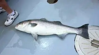Montauk Fishing Trip on Sea Wife 4   6/19/12