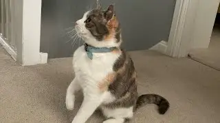 How to clone your cat