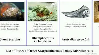 Fishes of Order Scorpaeniformes Family Miscellaneous icelus hoplichthys pan ghost josh flathead