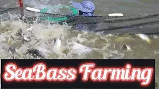 Seabass Farming