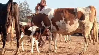 اسعار البقر الوالد والعشر واللبن في سوق بيبان تبع كوم حماده بحيره يوم 27/10/2025
