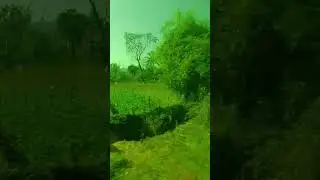 Daringibadi