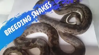 BREEDING SNAKES - CrittaCam