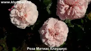 🌹 Розы, цветение, лето  ! Питомник Клумба7🔥Роза Матиус Клаудиус, роза Брера, роза Кредит Матюэль.