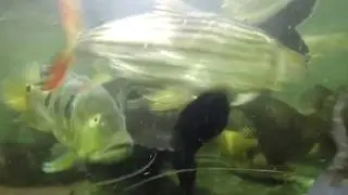 Two VATF, ~2', clips from a prior long video