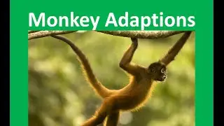 Monkeys Adaptations to their habitat - for kids