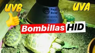 ❤️LAS MEJORES BOMBILLAS PARA NUESTRAS TORTUGAS DE TIERRA🐢 HID 10.0 UVB, UVA
