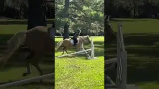 Having fun jumping #horse #mule #equestrian #animals