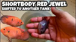 Shortbody RED JEWEL CICHLID Shifted To Another Tank - Imran's World
