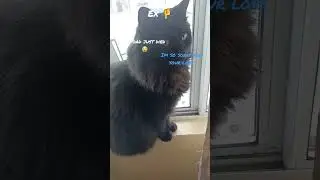 she got roasted #cat #roast #funnyshorts