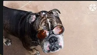 Winston&rsquo;s Pet Friends : Cute Hawaiian Old English Bulldog