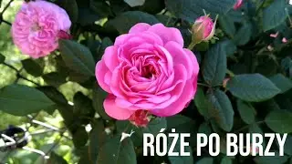 Róże po burzy. Czy dają sobie radę? || Rozaria.pl