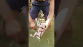 Take a bath to baby monkey