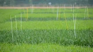 Australia needs 'constant improvement in farming technology'