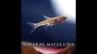 Boraras Maculatus. The DWARF rasbora (Leopard Aquatic T018A)