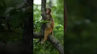 bandar or hathi#,short#viral #trending #youtubeshorts