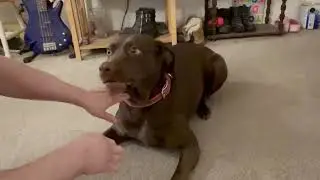 Hands in challenge for dogs, & zoomies, Reese the doggo does the hands in challenge then goes nuts