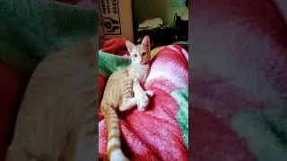 Cat version  KGF #kgf  #catlover