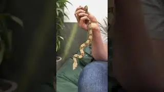 Размер Императорского удава (Boa Constrictor Imperator) &mdash; это ГЛАВНОЕ 😂 #планетаэкзотики #змея