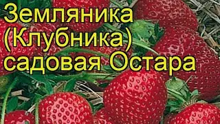 Земляника садовая Остара. Краткий обзор, описание характеристик fragaria ananassa Ostara