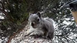 Introducing... Crazy Squirrel Cam