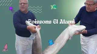 Poisson El ALAMI à Rabat vue Mer