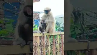 Langur with baby #animallovers #animals #langur #langurmonkey