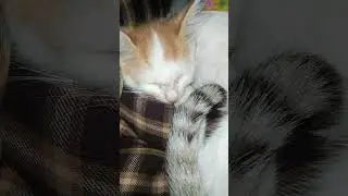Cute Furry Family Together 🐾💞 #CuteCats #FurryFamily #CatFamily #FluffyCats #CuteKittens #Wholesome