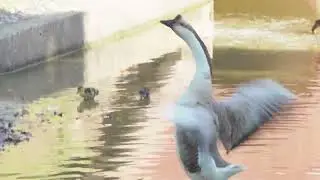 Ducks Splashing In The Water