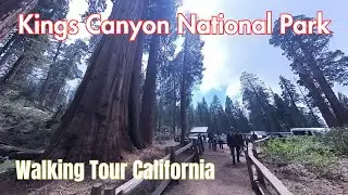 Majestic General Grant Tree Trail - Kings Canyon National Park - A Walking Tour