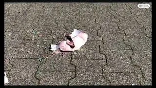 Car vs egg jjj