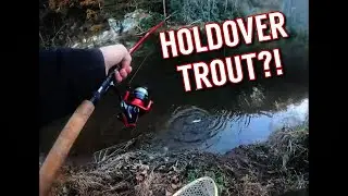 CATCHING HOLDOVER TROUT A WEEK AFTER BEING STOCKED!
