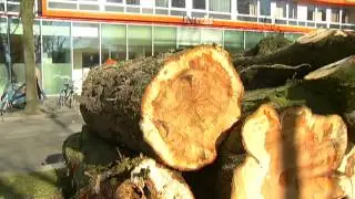 Opnieuw kap zieke kastanjebomen