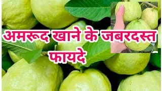 अमरूद खाने के फायदे benefits of eating guava