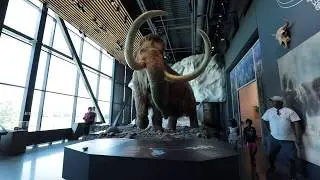An Opening of Mammoth Proportions