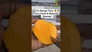 Ripe & Ready #MangoSeason #FreshFromFarm #FarmLife #TamilFarmers #AgriVlog