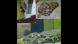 SABLENGTV || IQBAL PULANG EXPLOR  ULAR SILUMAN IKUT PULANG