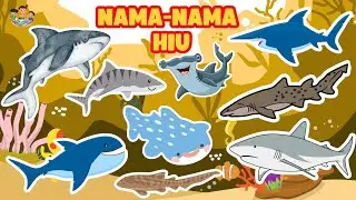 Belajar Mengenal Nama-Nama Ikan Hiu - Video Edukasi Anak || Dunia Anak Cerdas
