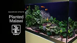 Planted Malawi Cichlid Tank - Is it Possible?