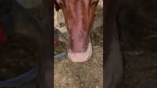Holstein cows eating feed