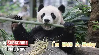 【Life Of Returnee Pandas】Episode 7 A Childlike Heart Of Hua Me | iPanda
