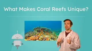 What Makes Coral Reefs Unique? - Coral Reef Ecosystems for Kids