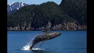 SETI's the 1st 'conversation' that reports whales are interpreting extraterrestrial signals