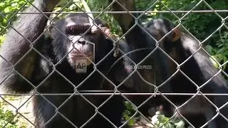 Congo chimp sanctuary struggles to feed primates after M23 takeover
