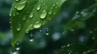 #ASMR #rain in a quiet #forest lake.#raindrops on leaves, @morning fog  between tall #pine trees