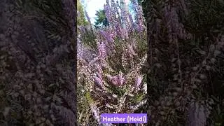 Lovely Heather flowers ☺️  #heatherflowers