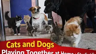 Real Cosplay Studio Life at Home | Rescued Cats and Dogs